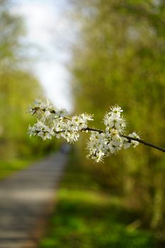 Close-up of a blossoming branch with white flowers in a springtime park setting.